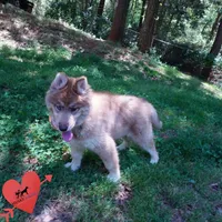 Brown/white AKC Embark OFA, a female Siberian Husky for sale in Anderson, SC – Photo 7 of 10