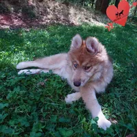 Brown/white AKC Embark OFA, a female Siberian Husky for sale in Anderson, SC – Photo 5 of 10