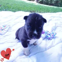Agouti OFA, AKC, & Embark - Shakira, a female Siberian Husky for sale in Anderson, SC – 4 of 10