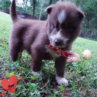 AKC Brown/white OFA, a female Siberian Husky for sale in Anderson, SC – 7 of 10