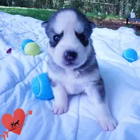 AKC OFA Embark Parents, a male Siberian Husky for sale in Anderson, SC – 7 of 10