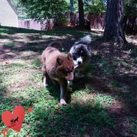 AKC Agouti OFA & Embark, a female Siberian Husky for sale in Anderson, SC – 4 of 10