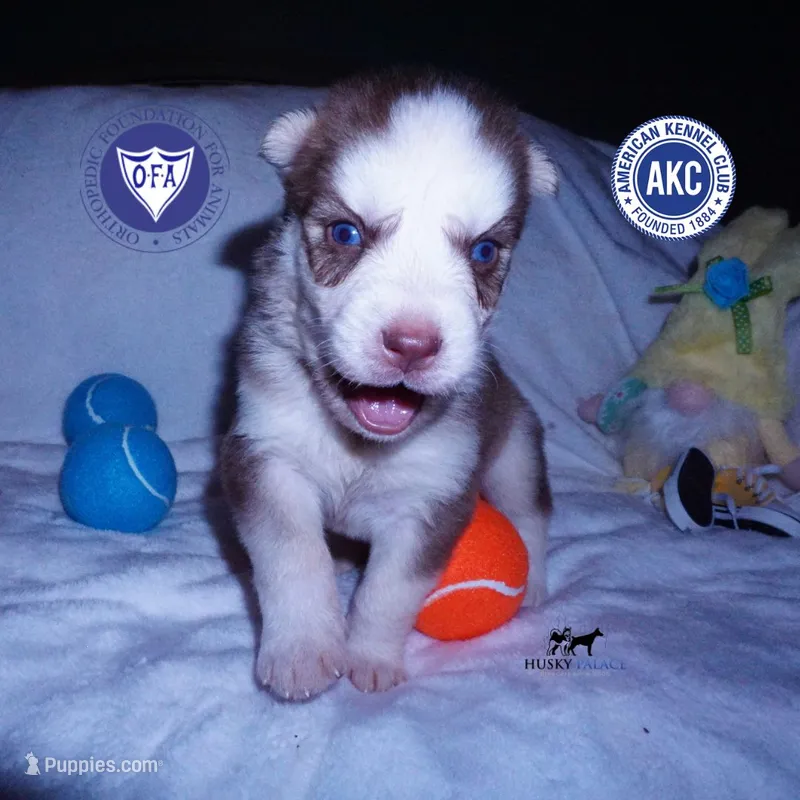 AKC OFA Red/white – Siberian Husky puppy for sale in Anderson, SC