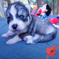 OFA & Embark Tested Parents - Usopp, a male Siberian Husky for sale in Anderson, SC – 4 of 10