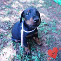 Champion & Full Euro AKC - Yue, a female Doberman Pinscher for sale in Anderson, SC – 8 of 10