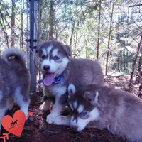 OFA & AKC Red/white, a male Siberian Husky for sale in Anderson, SC – 8 of 10