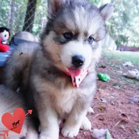 Black/white AKC OFA Embark - Gerogina, a male Siberian Husky for sale in Anderson, SC – 6 of 10