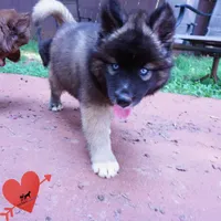 AKC Agouti Embark & OFA Parents, a female Siberian Husky for sale in Anderson, SC – 2 of 10