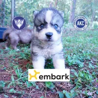 OFA & Embark Tested Parents - Usopp, a male Siberian Husky for sale in Anderson, SC – 1 of 9