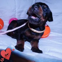 Champion & Full Euro AKC, a female Doberman Pinscher for sale in Anderson, SC – 7 of 10