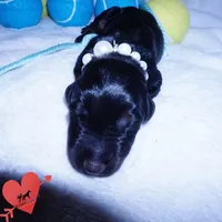 Full Euro & Champion Bloodlines, a male Doberman Pinscher for sale in Anderson, SC – 4 of 10