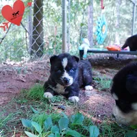 Agouti AKC  OFA & Embark, a female Siberian Husky for sale in Anderson, SC – 2 of 10