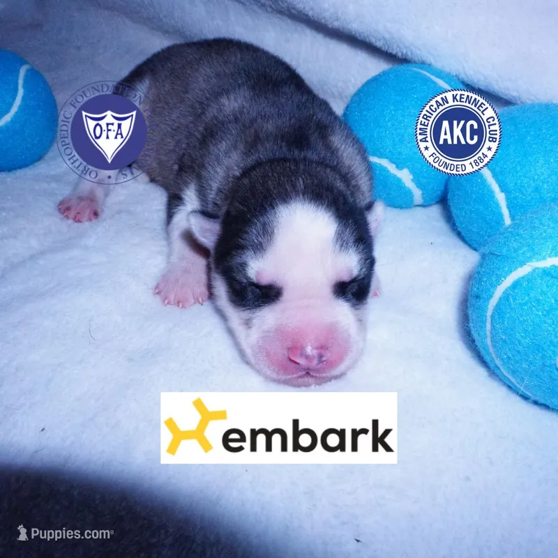AKC OFA Embark Parents – Siberian Husky puppy for sale in Anderson, SC