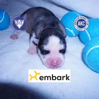 AKC OFA Embark Parents, a male Siberian Husky for sale in Anderson, SC – 1 of 10