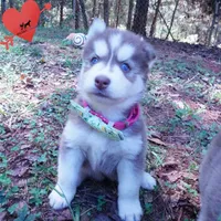 Red/white Ready mid October, a female Siberian Husky for sale in Anderson, SC – 4 of 10