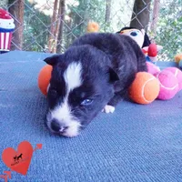 Agouti OFA AKC & Embark - Vivi, a female Siberian Husky for sale in Anderson, SC – 8 of 10