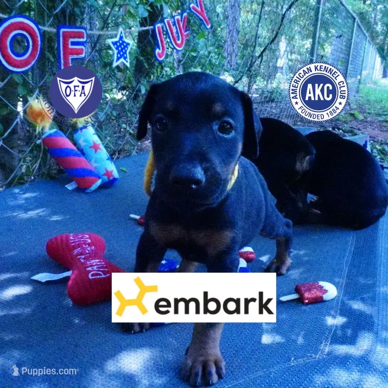 Champion & Full Euro AKC – Doberman Pinscher puppy for sale in Anderson, SC