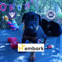Champion & Full Euro AKC, a female Doberman Pinscher for sale in Anderson, SC – 1 of 10