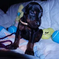 AKC Euro OFA & Embark, a male Doberman Pinscher for sale in Anderson, SC – 4 of 10