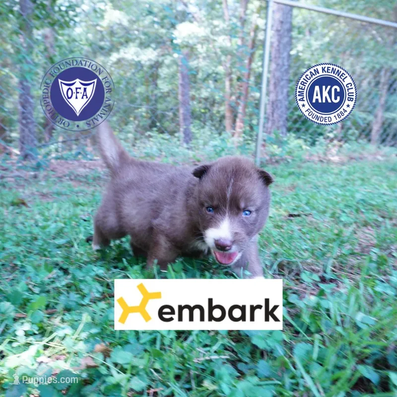 Solid Brown Embark OFA AKC - Nami – Siberian Husky puppy for sale in Anderson, SC