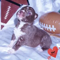 Solid Brown AKC, a male Siberian Husky for sale in Anderson, SC – Photo 4 of 9