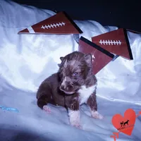 Solid Brown AKC, a male Siberian Husky for sale in Anderson, SC – Photo 5 of 9