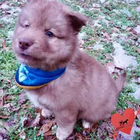 Amber Eyes Embark, OFA, AKC, a male Siberian Husky for sale in Anderson, SC – Photo 7 of 10