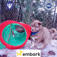 Amber Eyes Embark, OFA, AKC, a male Siberian Husky for sale in Anderson, SC – Photo 1 of 10