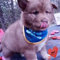 Amber Eyes Embark, OFA, AKC, a male Siberian Husky for sale in Anderson, SC – Photo 2 of 10