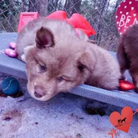 Amber Eyes Embark, OFA, AKC, a male Siberian Husky for sale in Anderson, SC – Photo 4 of 10