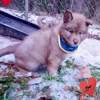 Amber Eyes Embark, OFA, AKC, a male Siberian Husky for sale in Anderson, SC – Photo 6 of 10