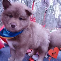 Amber Eyes Embark, OFA, AKC, a male Siberian Husky for sale in Anderson, SC – Photo 5 of 10