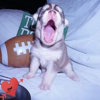 OFA & AKC - Hades, a male Siberian Husky for sale in Anderson, SC – 2 of 10