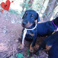 Champion & Full Euro AKC - Yue, a female Doberman Pinscher for sale in Anderson, SC – 7 of 10
