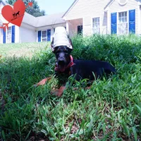 Ear cropped - Full Euro, a female Doberman Pinscher for sale in Anderson, SC – 5 of 10