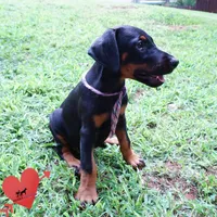 OFA & Embark Tested Parents, a female Doberman Pinscher for sale in Anderson, SC – 6 of 10