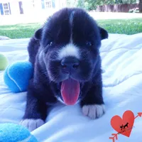 Solid Black AKC OFA Embark - Pele, a male Siberian Husky for sale in Anderson, SC – 4 of 10