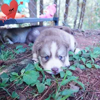 OFA & Embark - Carrot, a male Siberian Husky for sale in Anderson, SC – 4 of 10