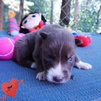 Solid Brown Embark OFA AKC - Nami, a female Siberian Husky for sale in Anderson, SC – 7 of 10