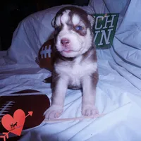 OFA & AKC Red/white, a male Siberian Husky for sale in Anderson, SC – 8 of 9