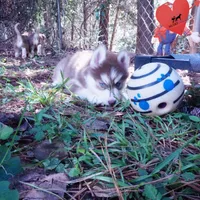 Red/white Ready Soon!, a female Siberian Husky for sale in Anderson, SC – 4 of 10