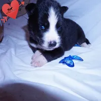 Iceman - Black/white, a male Siberian Husky for sale in Anderson, SC – 7 of 10