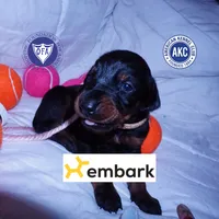 Champion & Full Euro AKC, a female Doberman Pinscher for sale in Anderson, SC – 1 of 10