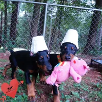 Ears Cropped - AKC Euro OFA & Embark, a male Doberman Pinscher for sale in Anderson, SC – 5 of 10