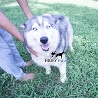 AKC Spayed Trained - Kashtin, a female Siberian Husky for sale in Anderson, SC – Photo 5 of 10