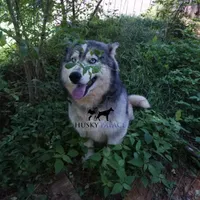 AKC Spayed Trained - Kashtin, a female Siberian Husky for sale in Anderson, SC – Photo 6 of 10