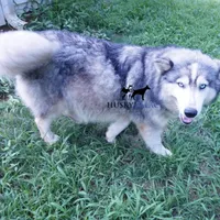 AKC Spayed Trained - Kashtin, a female Siberian Husky for sale in Anderson, SC – Photo 7 of 10