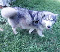AKC Spayed Trained - Kashtin, a female Siberian Husky for sale in Anderson, SC – Photo 7 of 10