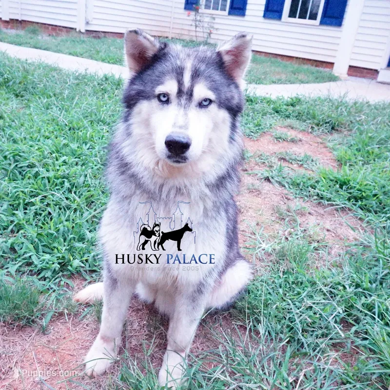 AKC Spayed Trained - Kashtin