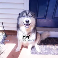 AKC Spayed Trained - Kashtin, a female Siberian Husky for sale in Anderson, SC – Photo 4 of 10